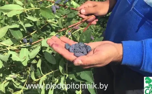 Превью видео