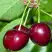 Черешня ВАСИЛИСА в Лиде
