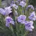 Ирис ИМПЕРИАЛ ОПАЛ сибирский в Лиде