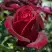 Роза ПАПА МЕЙЯН чайно-гибридная в Лиде