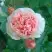 Роза ФИЛИНГ чайно-гибридная в Лиде