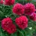 Пион БЕЛГРАВИЯ травянистый в Лиде