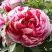 Пион РЕД ВИЗ ПИНК древовидный в Лиде