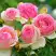 Роза ПЬЕР ДЕ РОНСАР плетистая в Лиде