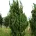 Можжевельник КАЙЗУКА китайский в Лиде