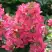Гортензия МЕГА МИНДИ метельчатая в Лиде