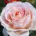 Роза АНДРЕ ЛЕ НОТР чайно-гибридная в Лиде