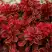 Барбарис РЕД ХОТ ЧИЛИ тунберга в Лиде