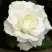 Роза МОНДИАЛЬ чайно-гибридная в Лиде