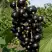 Смородина чёрная ВИНОГРАДНАЯ в Лиде