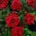 Роза РЕД ИНТУИШН чайно-гибридная в Лиде