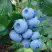 Голубика ТОРО в Лиде