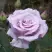 Роза СИЛЬВЕР СТАР чайно-гибридная в Лиде