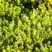 Очиток (седум) ЙЕЛЛОУ КВИН едкий в Лиде