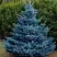 Ель МАДЖЕСТИК БЛЮ колючая в Лиде
