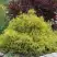 Кипарисовик ГОЛДЕН МОП горохоплодный в Лиде
