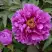 Пион ЛИЛОВАЯ ФАНТАЗИЯ древовидный в Лиде