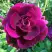 Роза БУРГУНДИ АЙС флорибунда в Лиде