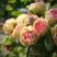 Роза ПИТАХАЙЯ чайно-гибридная в Лиде