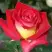 Роза ФРЕНДШИП чайно-гибридная в Лиде