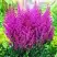 Астильба ПЕПЛ РЕЙН гибридная в Лиде
