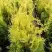 Туя ГОЛДЕН БРАБАНТ западная в Лиде