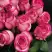 Роза КАРУСЕЛЬ чайно-гибридная в Лиде