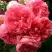 Роза РОЗАРИУМ ЮТЕРСОН плетистая в Лиде