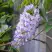Глициния макростахия БЛЮ МУН в Лиде