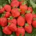 Клубника САН АНДРЕАС ремонтантная в Лиде