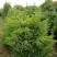 Можжевельник КУРИВАО ГОЛД китайский в Лиде