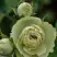 Роза ГРИН ДАЙМОНД миниатюрная в Лиде