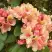Рододендрон ФЛАУТАНДО в Лиде