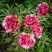 Пион РЕД ВИЗ ПИНК древовидный в Лиде
