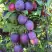 Слива БЛЮ СВИТ колонновидная в Лиде