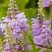 Физостегия РОЗЕЯ виргинская в Лиде