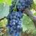 Виноград ВЕНУС в Лиде