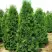 Туя ПИРАМИДАЛИС КОМПАКТА западная в Лиде