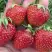 Клубника ВИМА ЗАНТА в Лиде