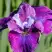Ирис СИ Я ЛЕЙТЕР сибирский в Лиде