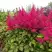 Астильба САННИ ДЕЙ гибридная в Лиде