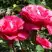 Роза ВИЕН РОУЗ чайно-гибридная в Лиде