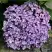 Гортензия АИША крупнолистная  в Лиде