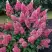 Гортензия МЕГА МИНДИ метельчатая в Лиде