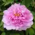 Пион ПРОЗРАЧНАЯ РОСА древовидный в Лиде