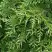 Туя СМАРАГД ВАРИЕГАТА западная в Лиде