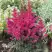 Астильба МУЛЕН РУЖ курчавая в Лиде