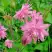 Аквилегия БАРЛОУ ПИНК гибрид МакКаны в Лиде
