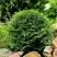 Туя ДАНИКА западная в Лиде