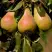 Груша РУССКАЯ КРАСАВИЦА (КРАСАВИЦА ЧЕРНЕНКО) в Лиде